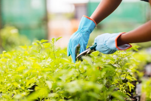 Risk assessed gardening work in a Loxford garden