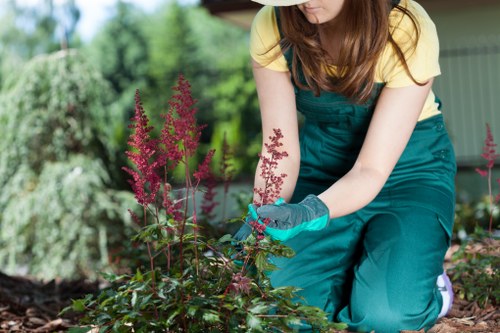Careful hedge cutting service for a tall hedge in Loxford