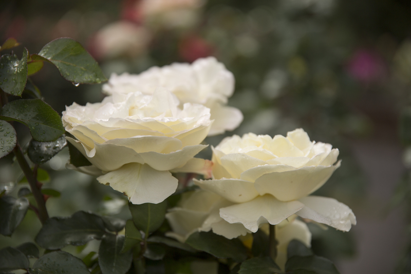 garden design landscape design