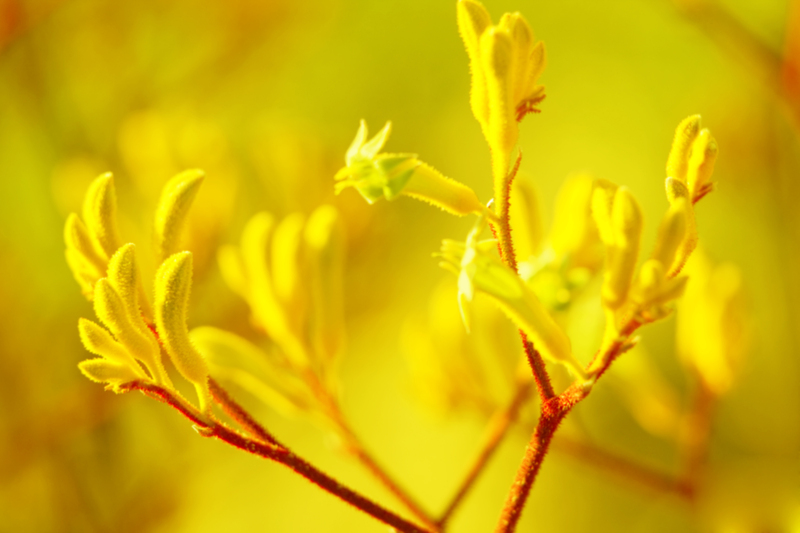 hedge trimming landscape design