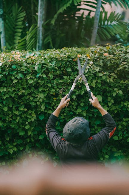 A gardener wearing a dark long-sleeved shirt and a grey cap is trimming a dense, neatly maintained hedge with a pair of silver garden shears. The hedge features small, green, glossy leaves forming a u